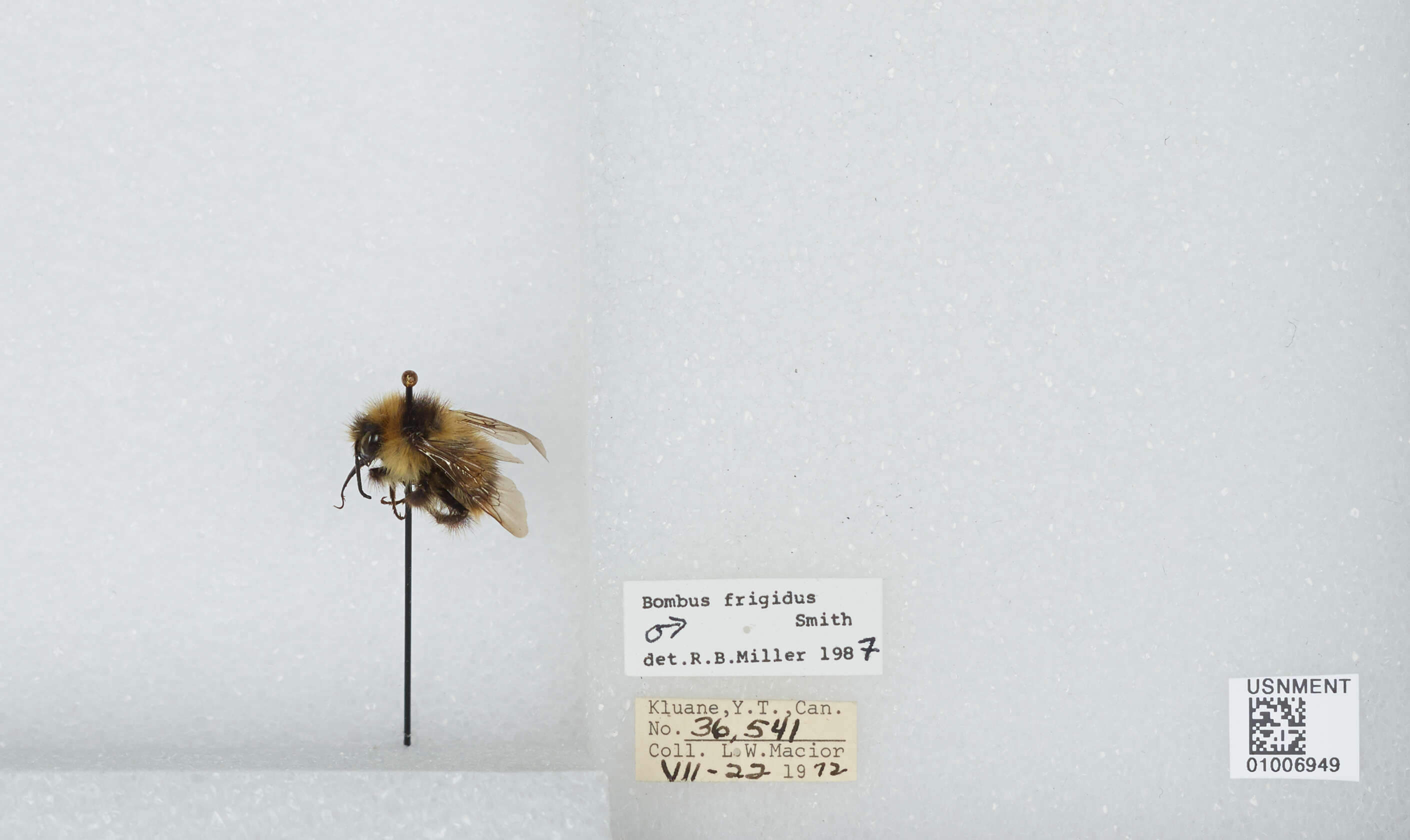 Image of Frigid Bumble Bee