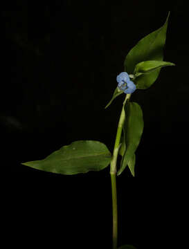 Image of climbing dayflower