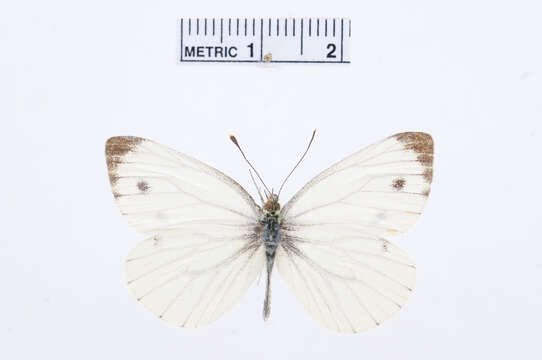 Plancia ëd Pieris napi (Linnaeus 1758)