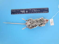 Image of Deer Mouse