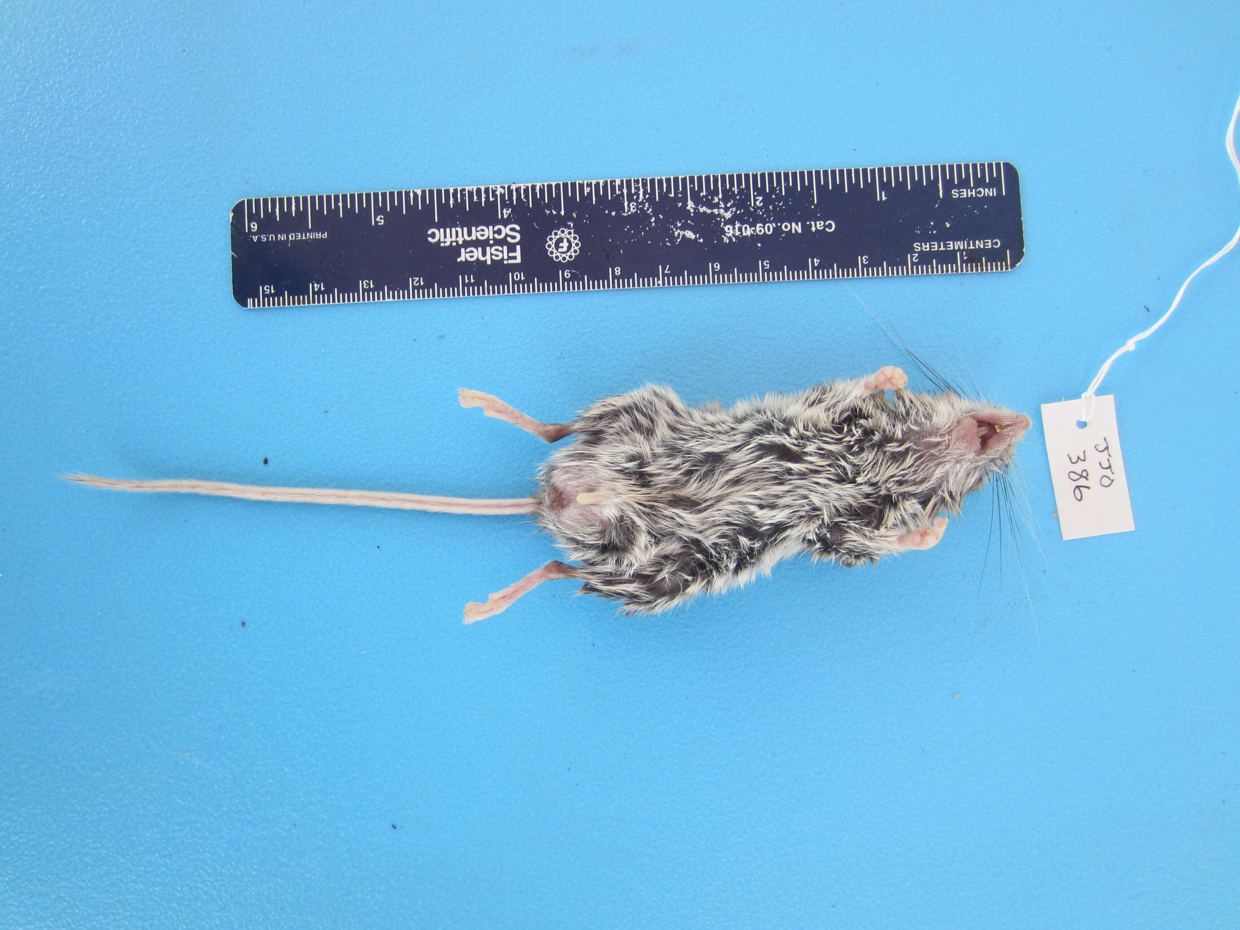 Image of Deer Mouse