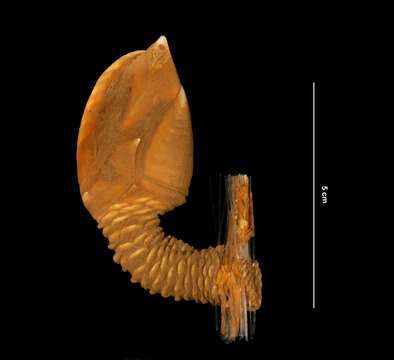 Image of Litoscalpellum giganteum (Gruvel 1902)