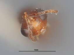 صورة Hexacladia townsendi (Crawford 1911)