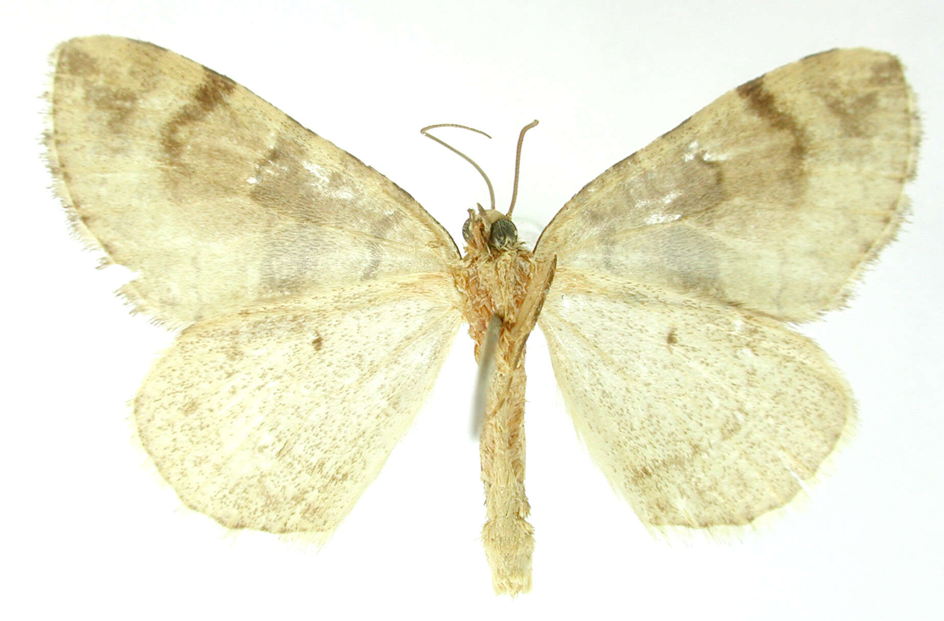 Image of Hydriomena cedda Schaus 1922