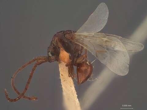 Image of Loboscelidia maculipennis Fouts 1922