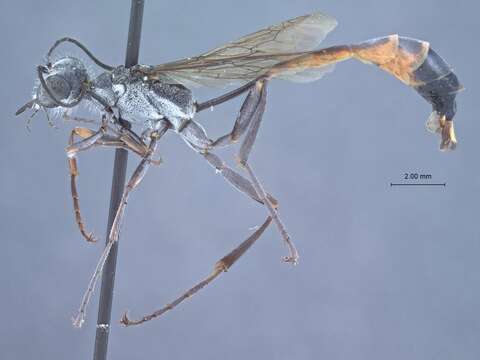 Image de Ammophila unita Menke 1966