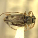 Image of Miaenia (Micronesiella) versicolor (Gressitt 1956)