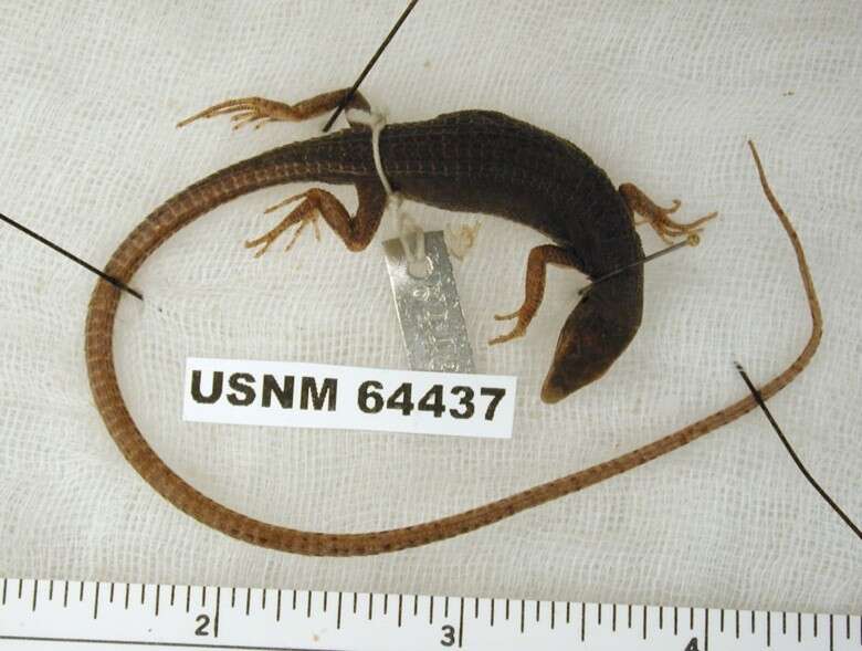 Image of Takydromus intermedius Stejneger 1924