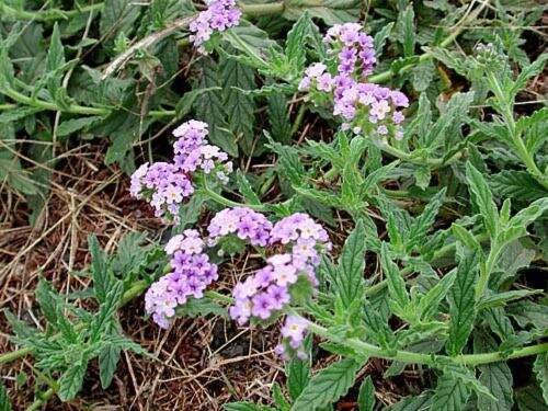 Image of clasping heliotrope
