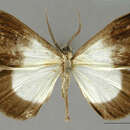 صورة Nephodia luctifera Dognin 1921