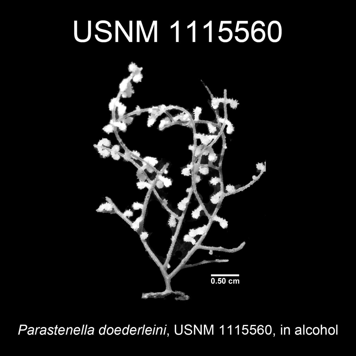 Image of Parastenella doederleini (Wright & Studer 1889)