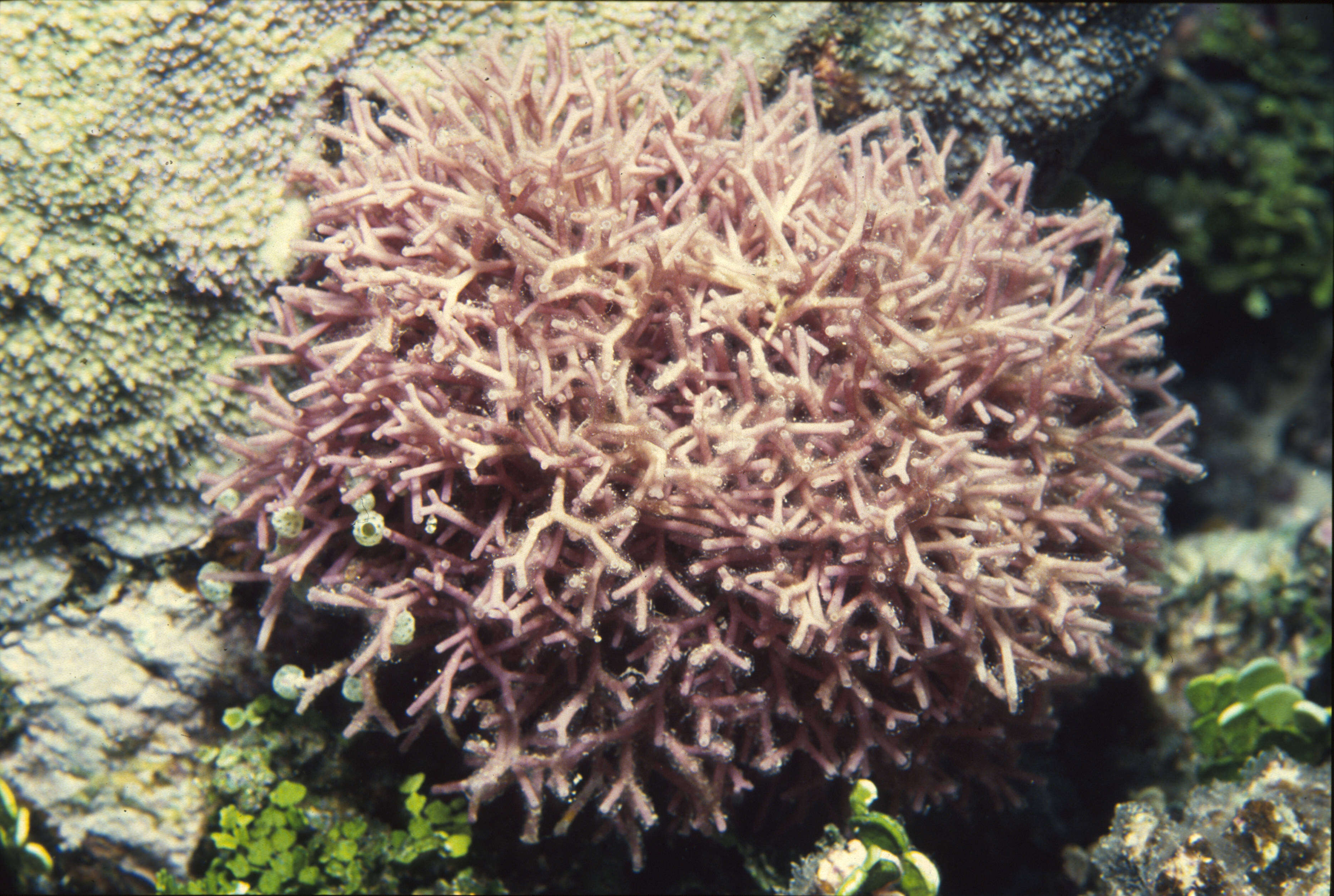 Image of Tricleocarpa