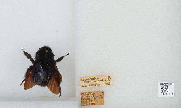 Image of Bombus morio (Swederus 1787)