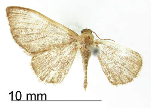 Image of <i>Calyptocome amechana</i> Dyar