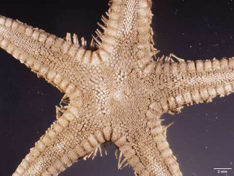 Image of Astropecten cingulatus Sladen 1883