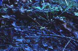 Image of Kates Mountain clover