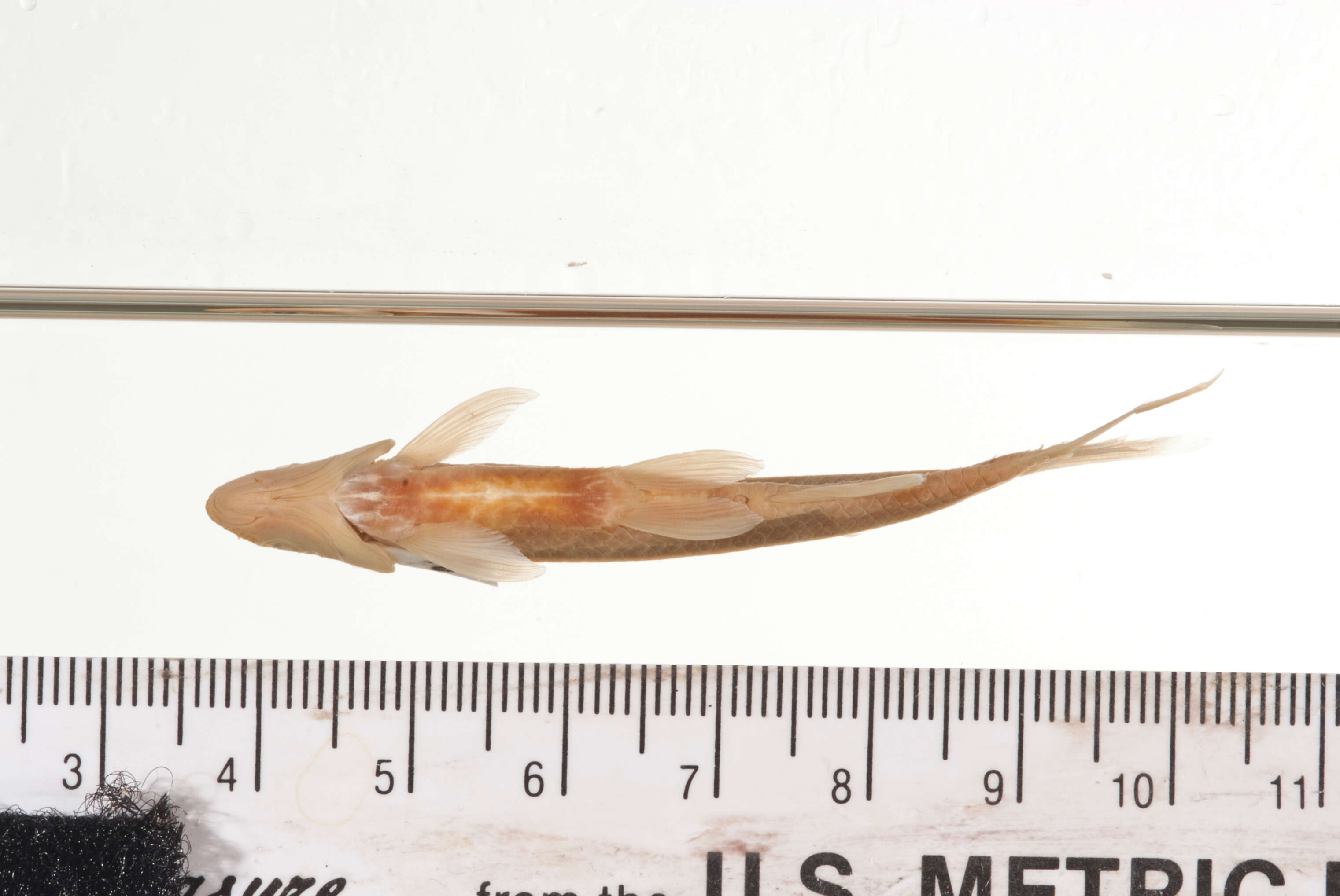 Image of Ocmulgee shiner