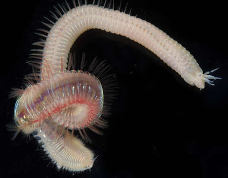 Image of red rock worm