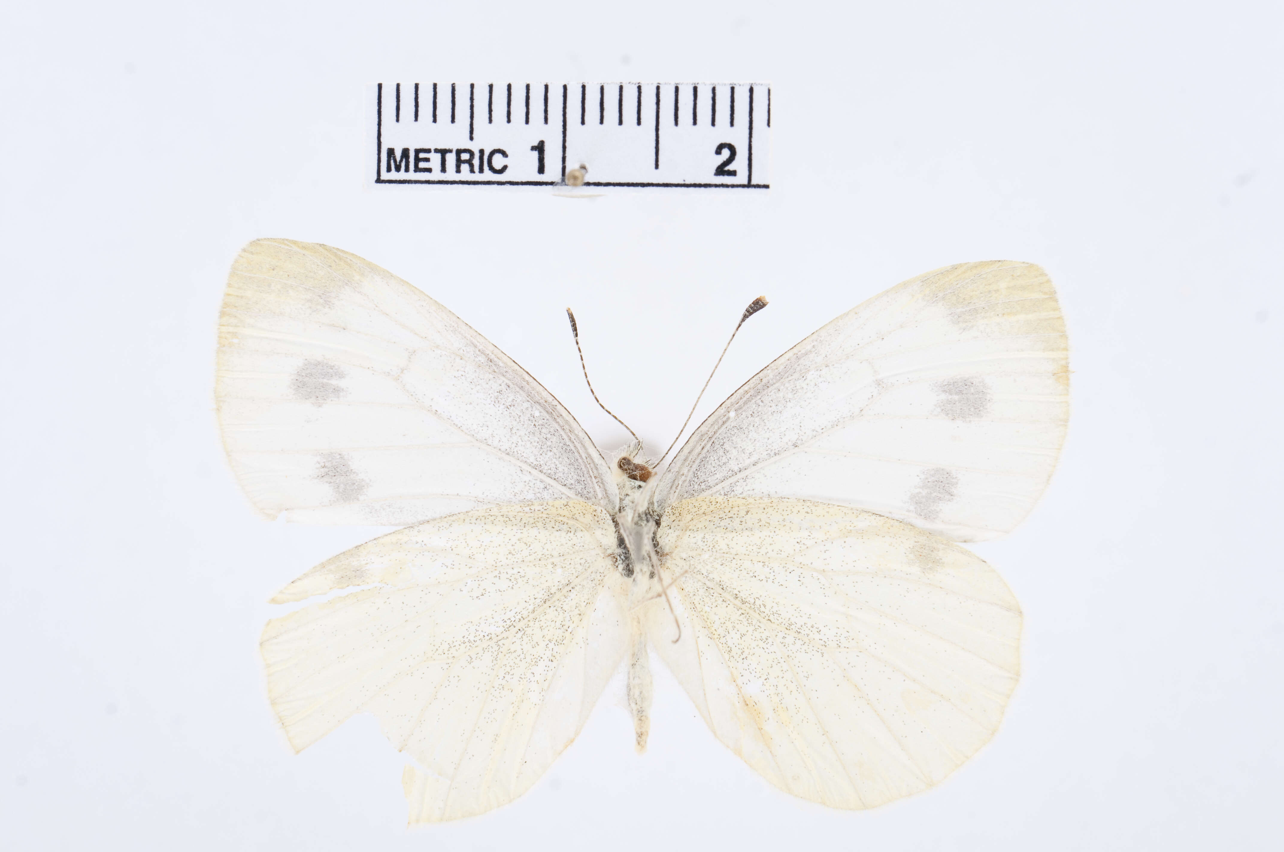 Image of Pieris Hübner 1819