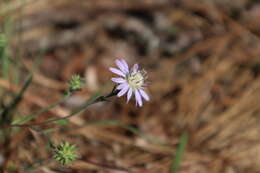 Image of Symphyotrichum plumosum (Small) Semple