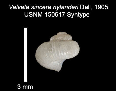 Sivun <i>Valvata sincera nylanderi</i> Dall 1905 kuva