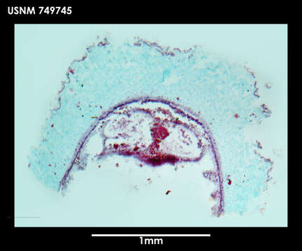 Image of Dorymenia tetradoryata Salvini-Plawen 1978