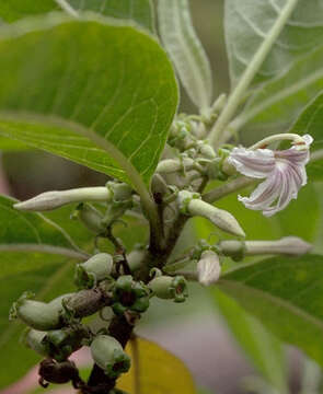 Image of Purple Half-Flower