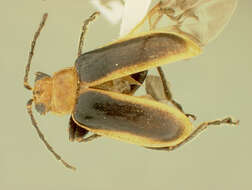 صورة Platiprosopus