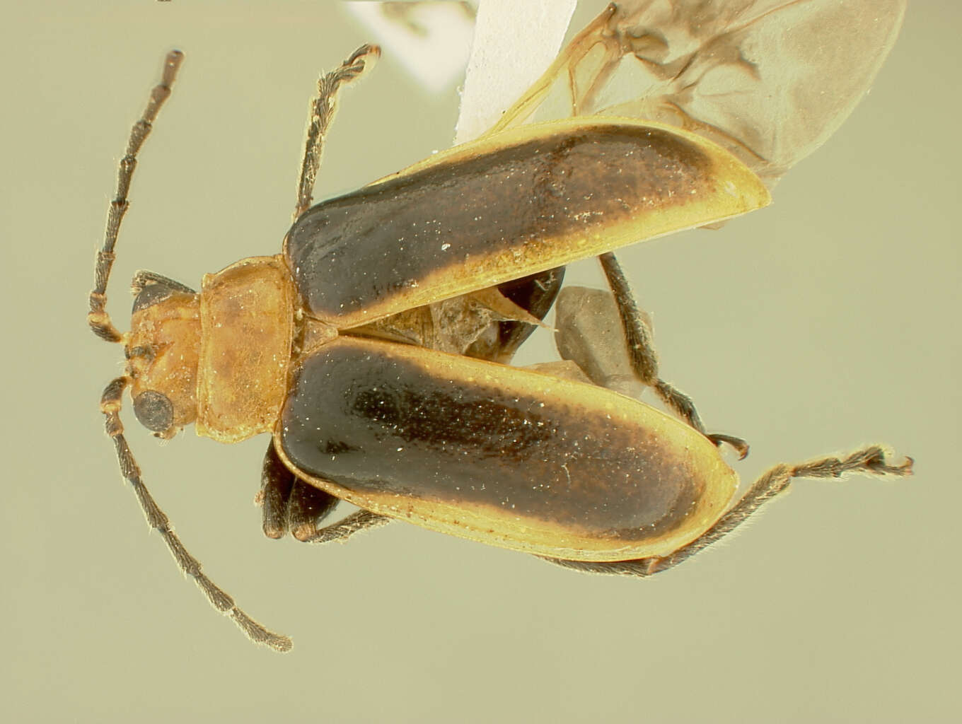 Image of Platiprosopus