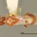 Image of Cirrospilus infuscatus Gates & Schauff 2003