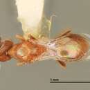 Слика од Cirrospilus infuscatus Gates & Schauff 2003