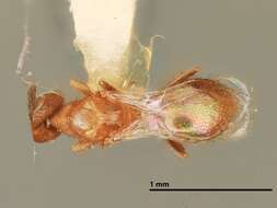 Image of Cirrospilus infuscatus Gates & Schauff 2003