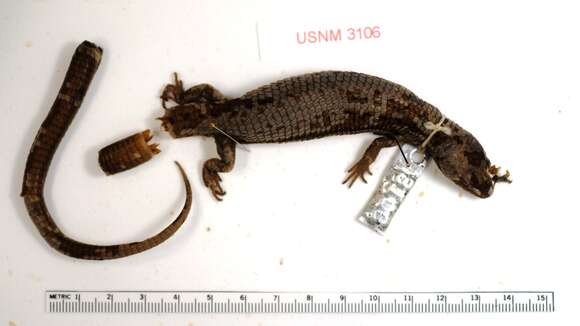 Image of Northwestern Alligator Lizard