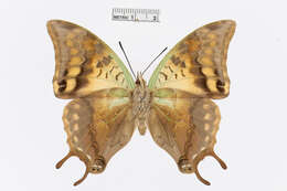 صورة Charaxes candiope Godart 1824