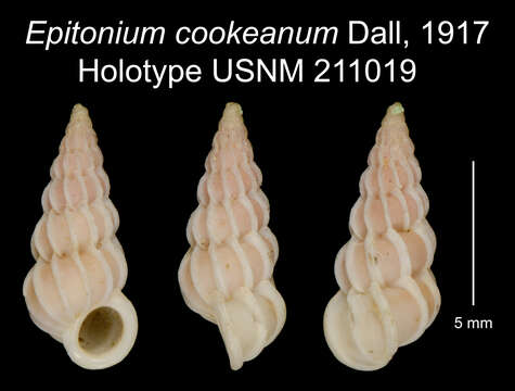 Image of Epitonium cookeanum Dall 1917