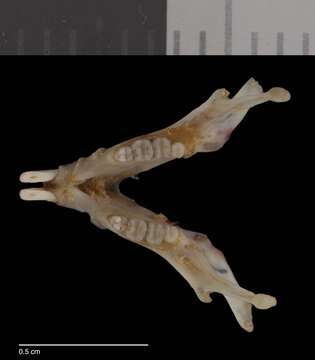 Image of Perognathus longimembris arizonensis Goldman 1931