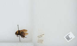 Image of Bombus robustus Smith 1854