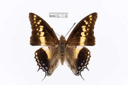 Image of Charaxes castor