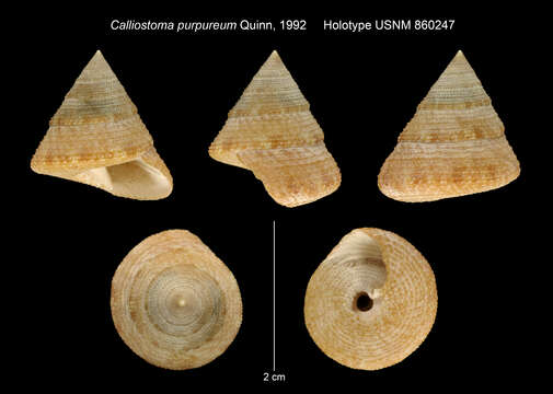 Image of Calliostoma purpureum Quinn 1992