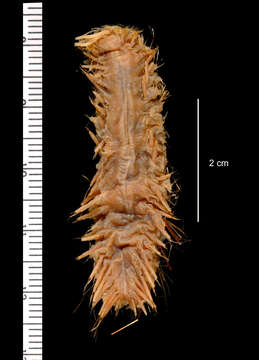 Image of Laetmonice filicornis benthaliana McIntosh 1885