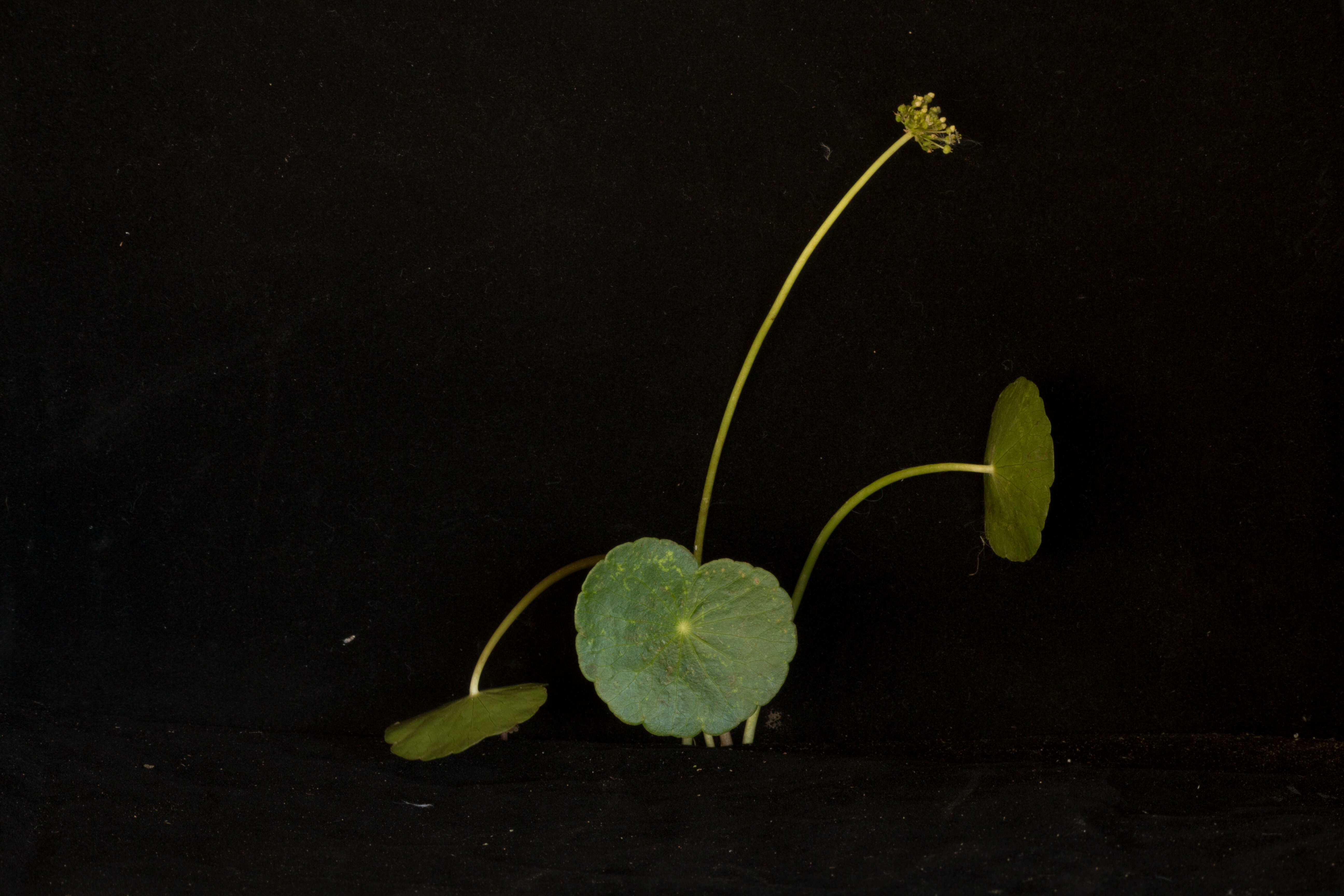 Image of largeleaf pennywort