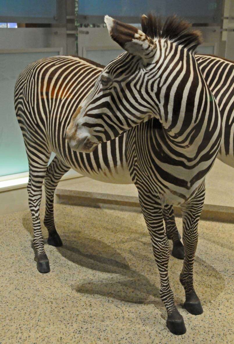 Image of Grevy's Zebra