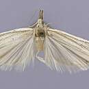 Bandera virginella Dyar 1908的圖片