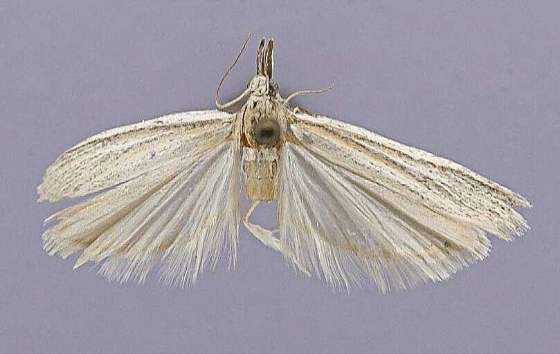 Image of Bandera virginella Dyar 1908