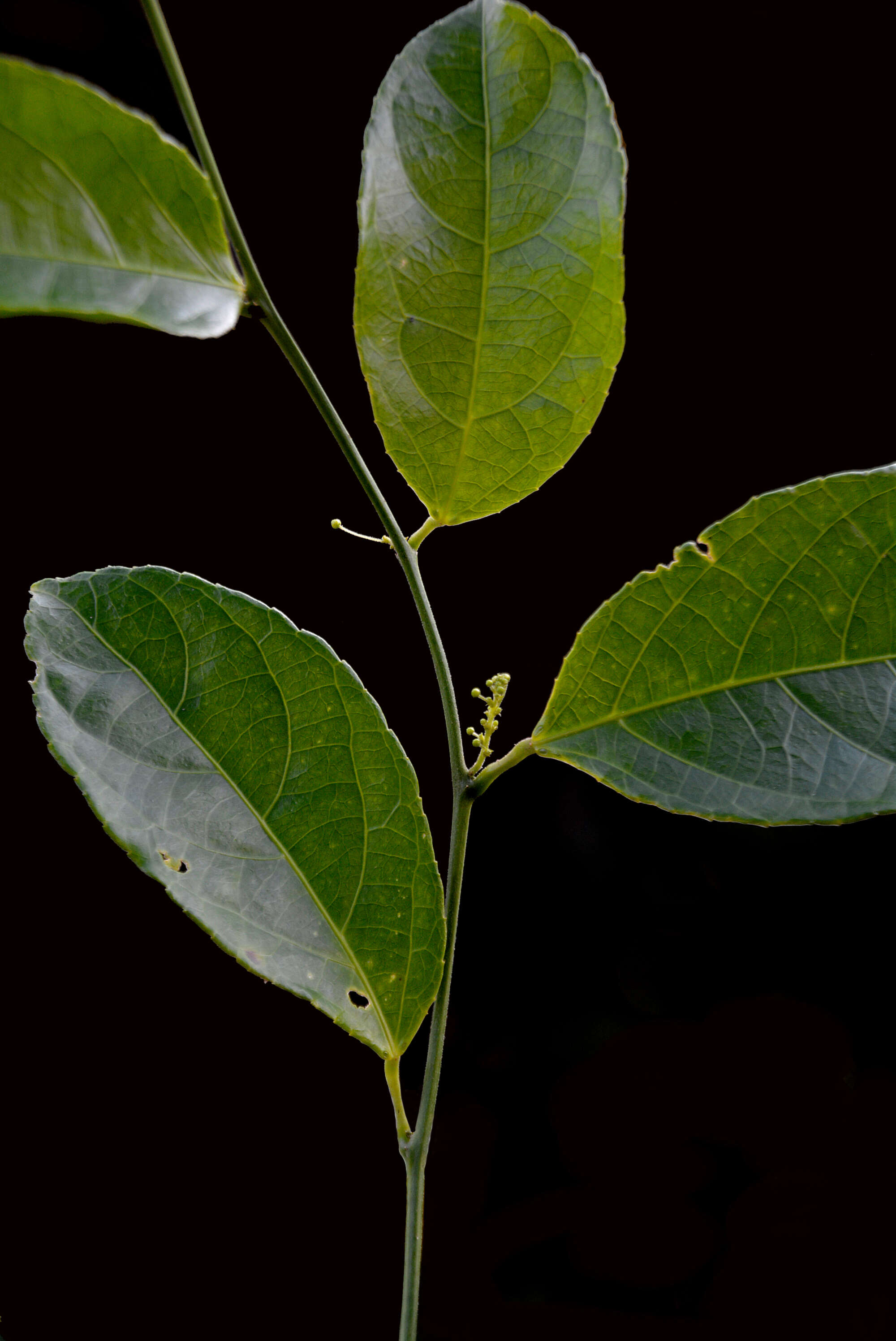 Image of Plukenetia penninervia Müll. Arg.