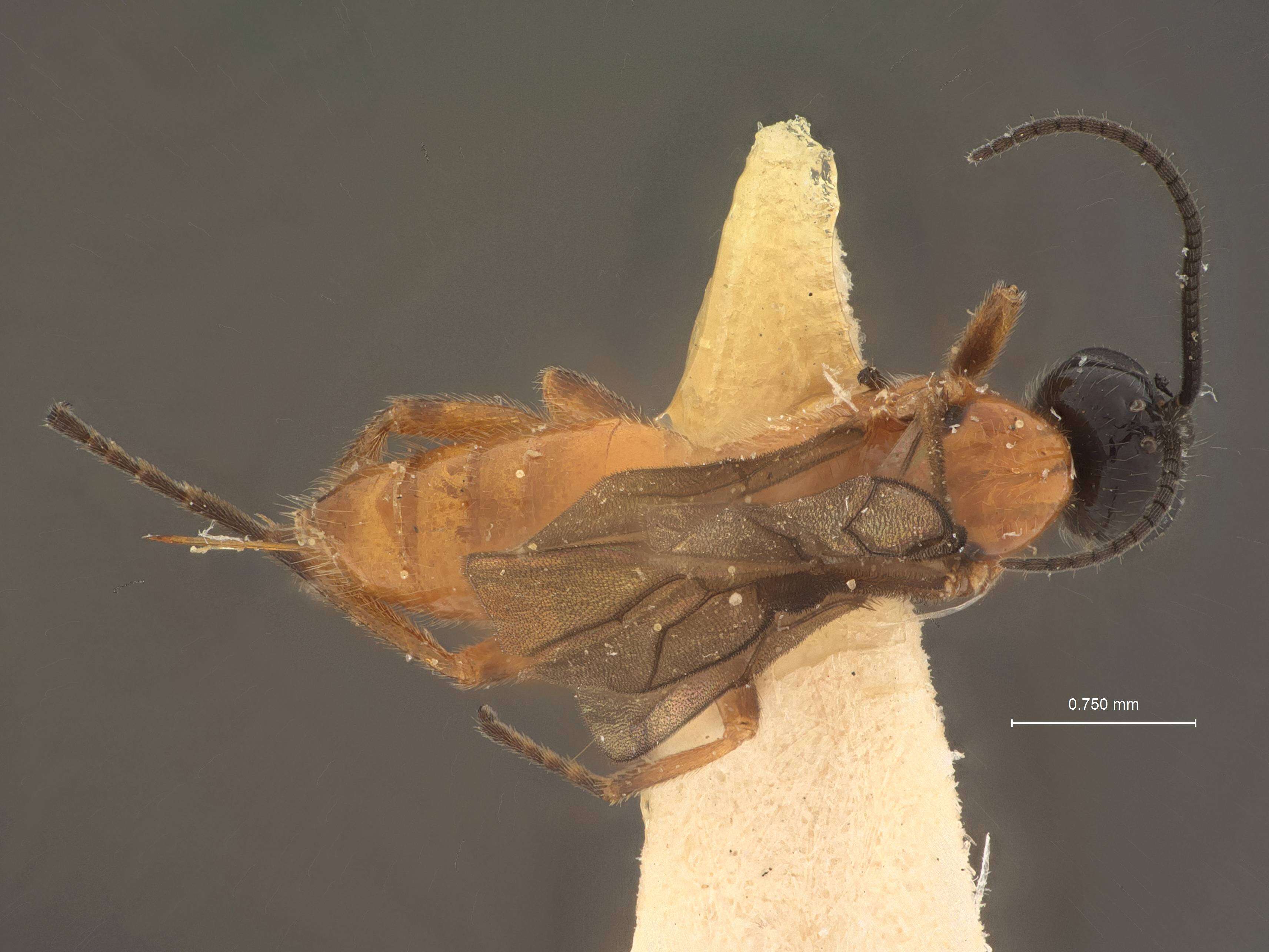 Image of Bracon lissogaster Muesebeck 1953