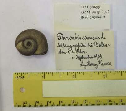 Image of Great Ram's Horn Snail