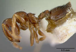 Image of Crematogaster karawaiewi Menozzi 1935