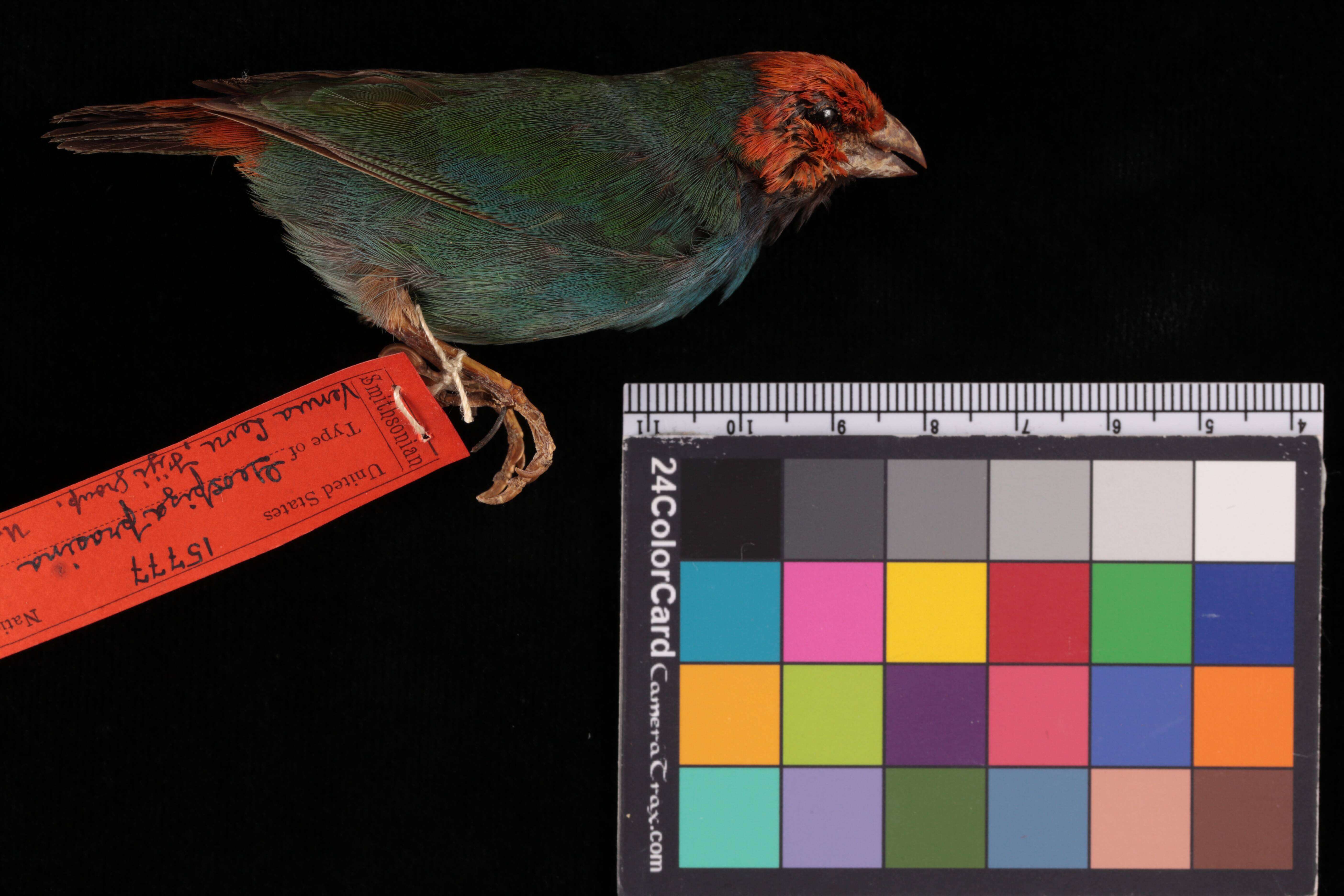 Image of Fiji Parrotfinch