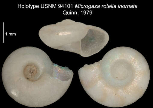 Image of Microgaza rotella inornata Quinn 1979